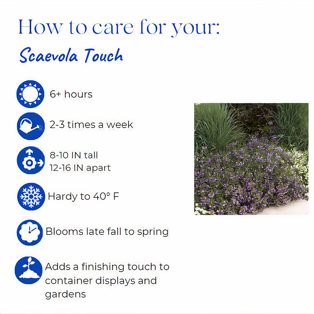 scaevola-fan-flower
