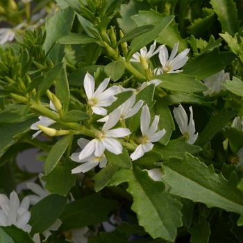 scaevola-fan-flower