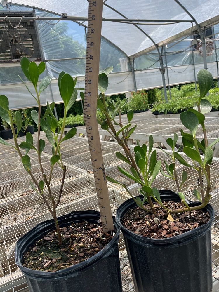 scaevola-plumieri-inkberry