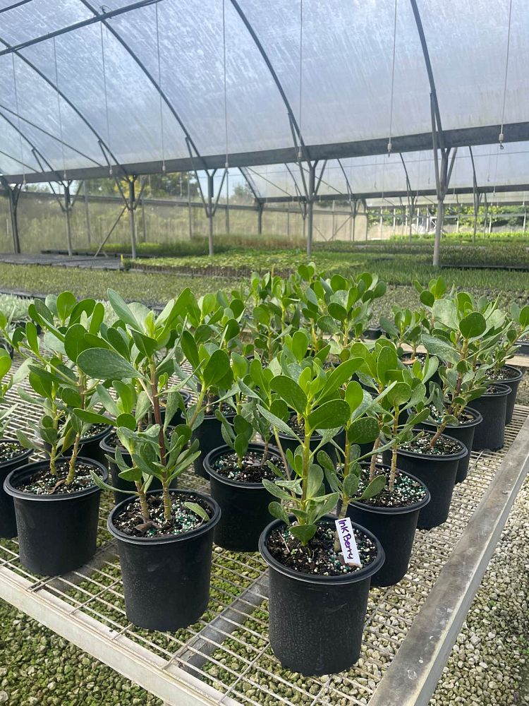 scaevola-plumieri-inkberry