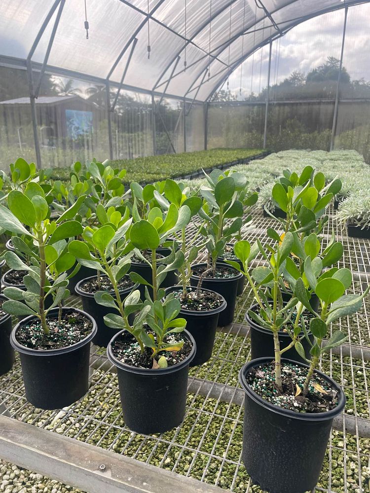 scaevola-plumieri-inkberry