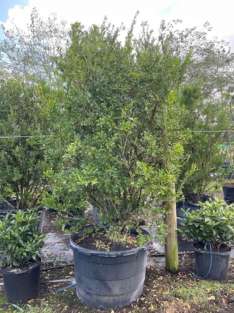 schaefferia-frutescens-florida-boxwood