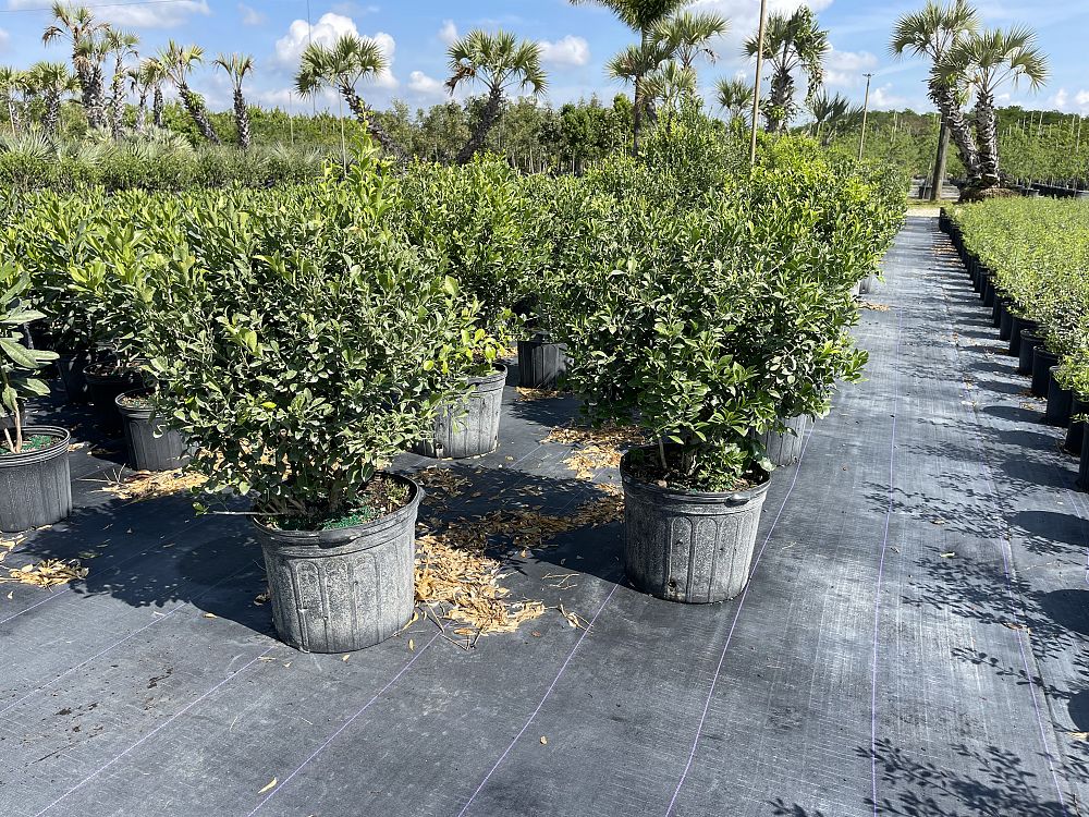 schaefferia-frutescens-florida-boxwood