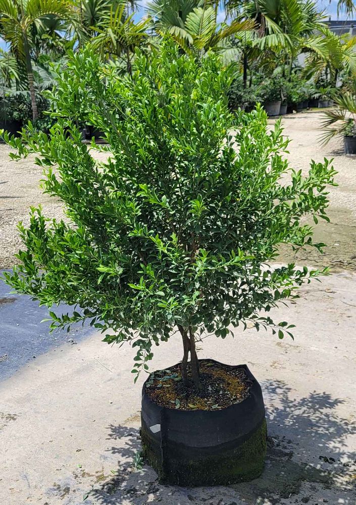 schaefferia-frutescens-florida-boxwood