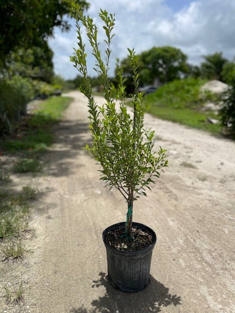 schaefferia-frutescens-florida-boxwood