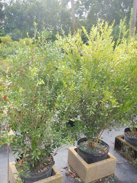 schaefferia-frutescens-florida-boxwood