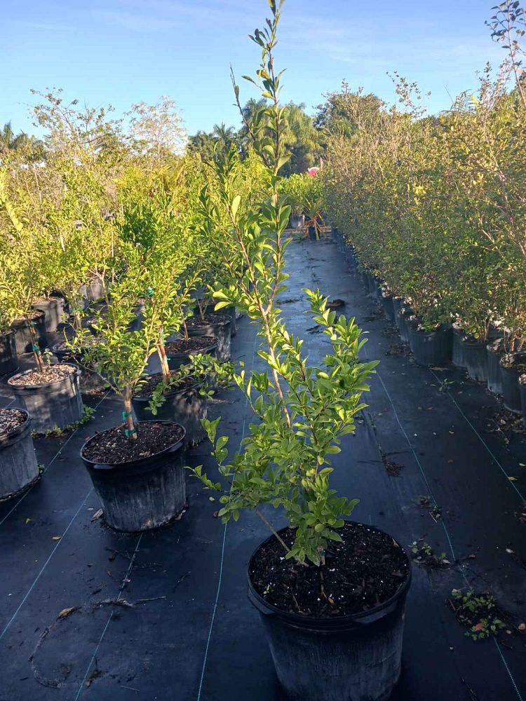 schaefferia-frutescens-florida-boxwood