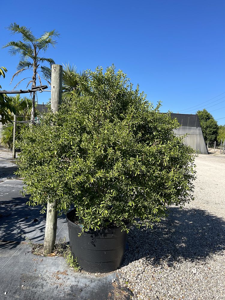 schaefferia-frutescens-florida-boxwood
