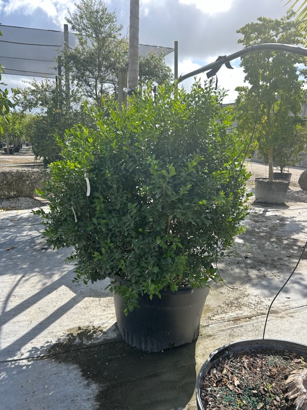 schaefferia-frutescens-florida-boxwood