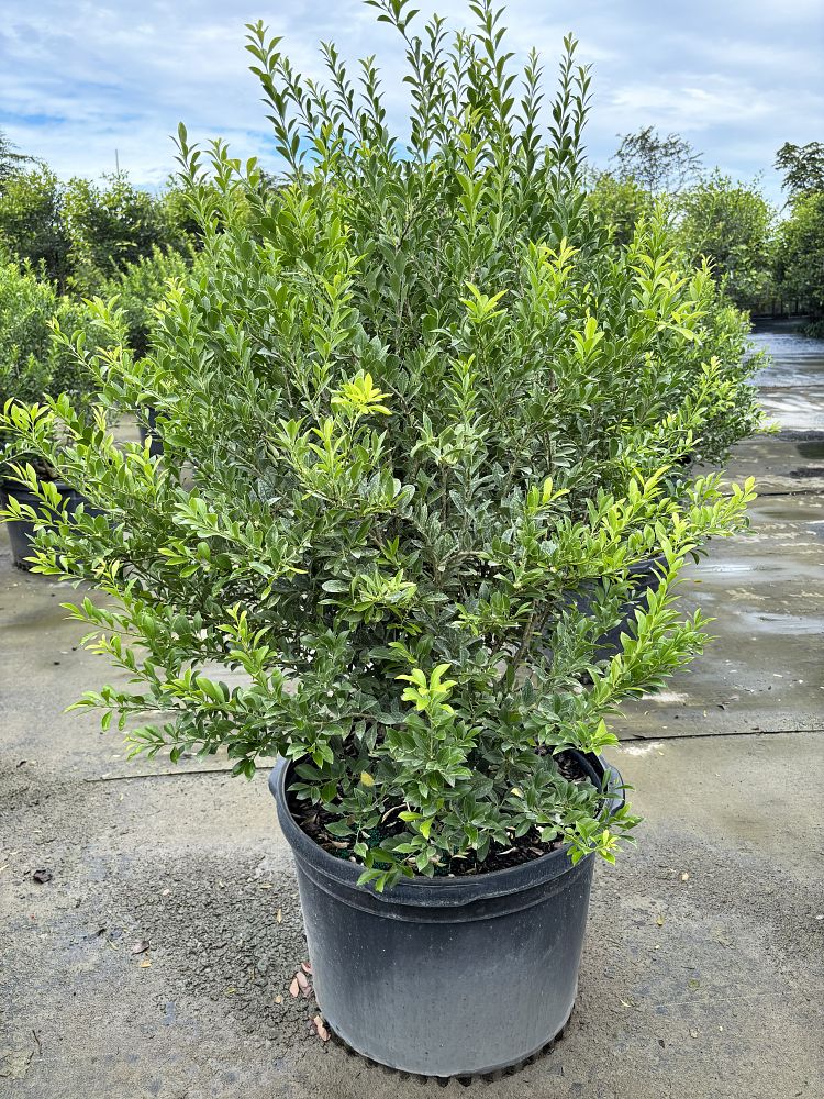 schaefferia-frutescens-florida-boxwood