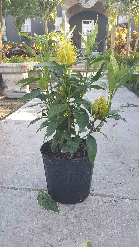schaueria-flavicoma-golden-plume-yellow-jacobinia