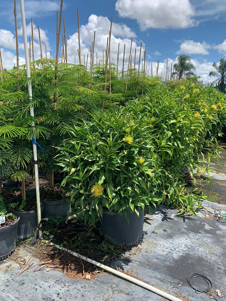schaueria-flavicoma-golden-plume-yellow-jacobinia
