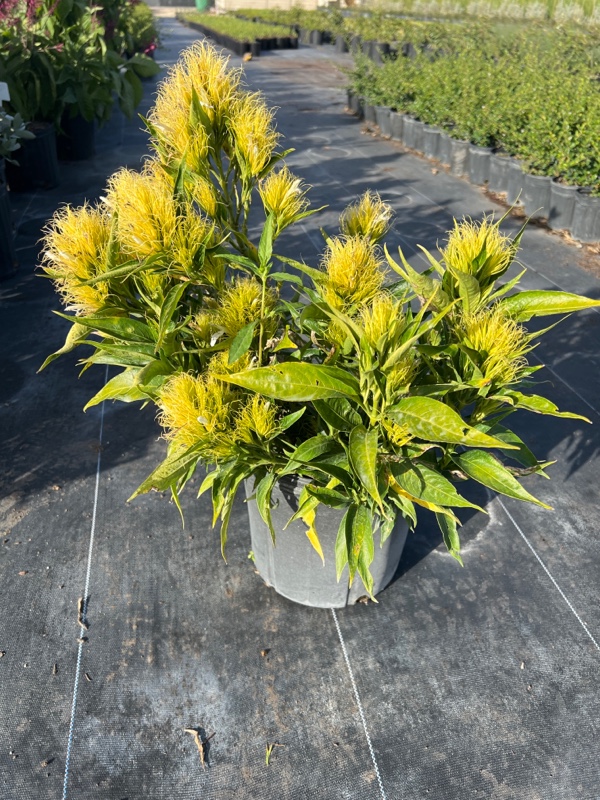 schaueria-flavicoma-golden-plume-yellow-jacobinia