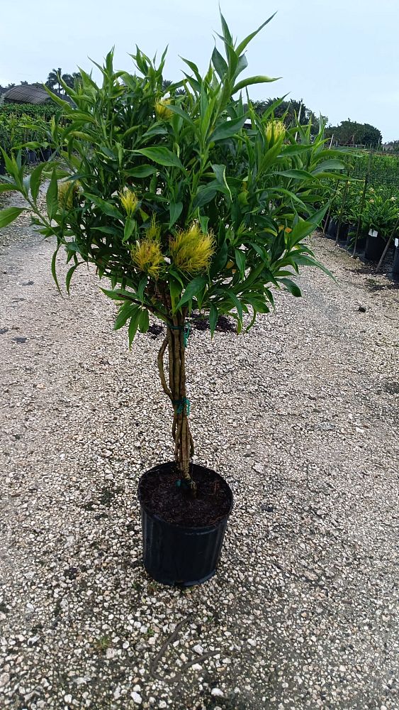 schaueria-flavicoma-golden-plume-yellow-jacobinia