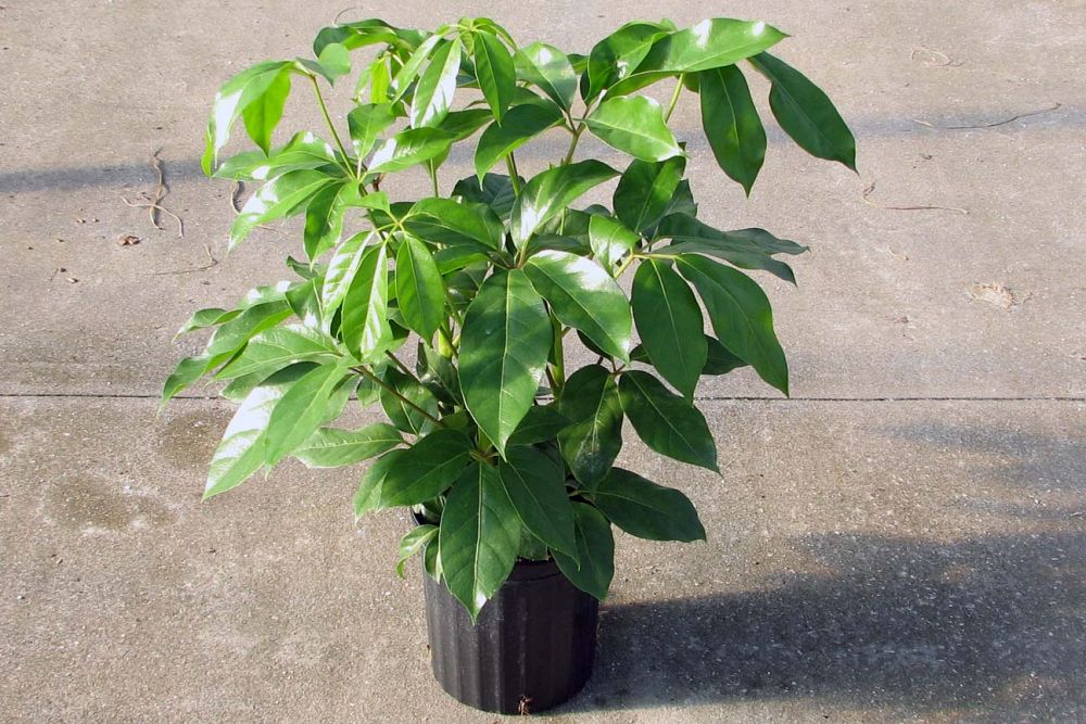schefflera-actinophylla-amate-umbrella-tree