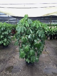 schefflera-actinophylla-amate-umbrella-tree