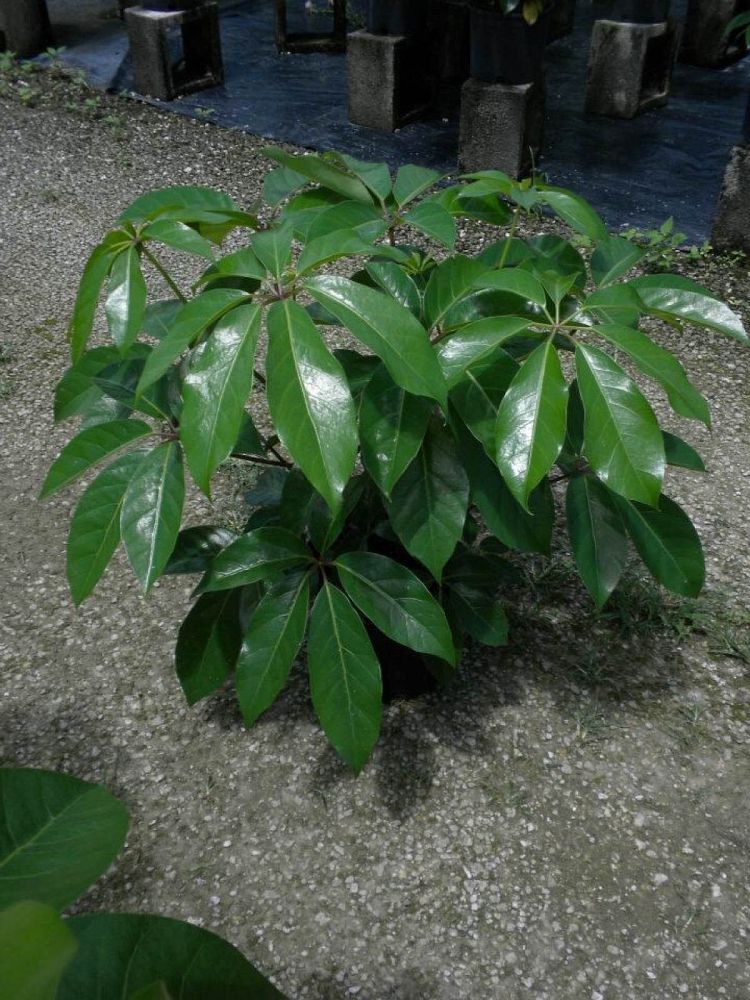 schefflera-actinophylla-amate-umbrella-tree
