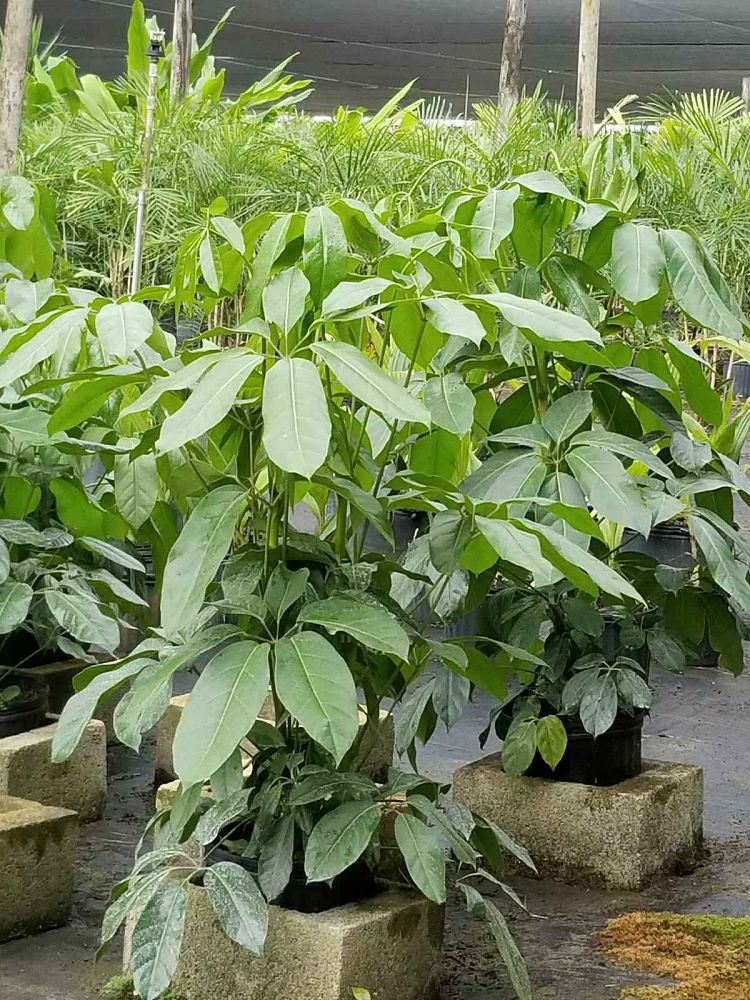 schefflera-actinophylla-amate-umbrella-tree
