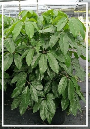 schefflera-actinophylla-amate-umbrella-tree