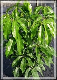 schefflera-actinophylla-amate-umbrella-tree