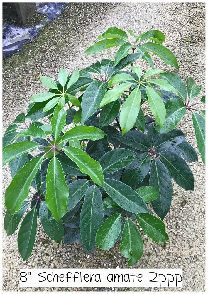 schefflera-actinophylla-amate-umbrella-tree
