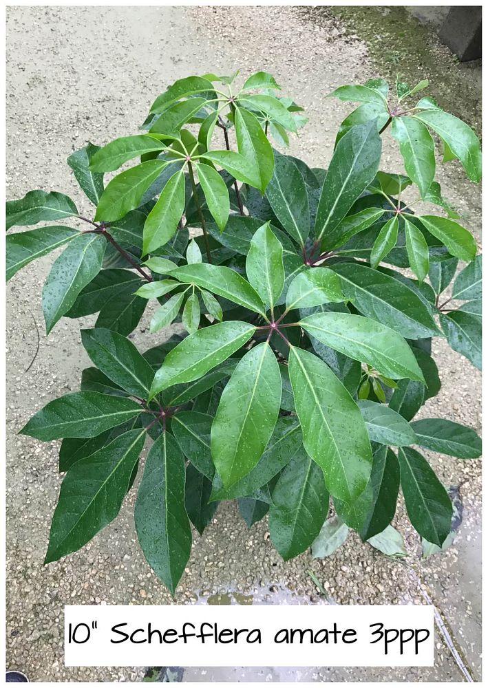 schefflera-actinophylla-amate-umbrella-tree