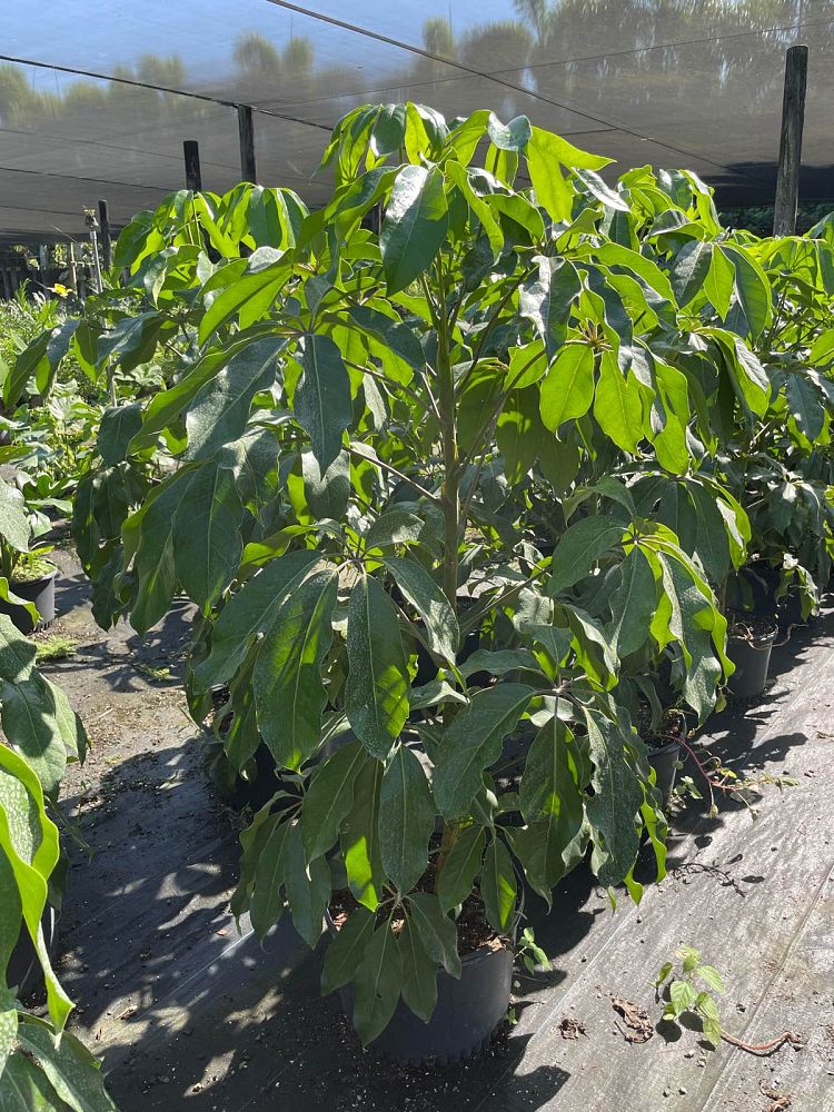 schefflera-actinophylla-amate-umbrella-tree