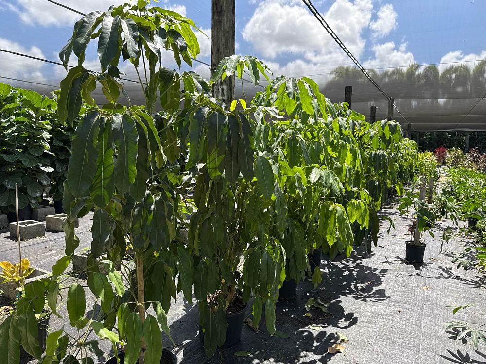 schefflera-actinophylla-amate-umbrella-tree