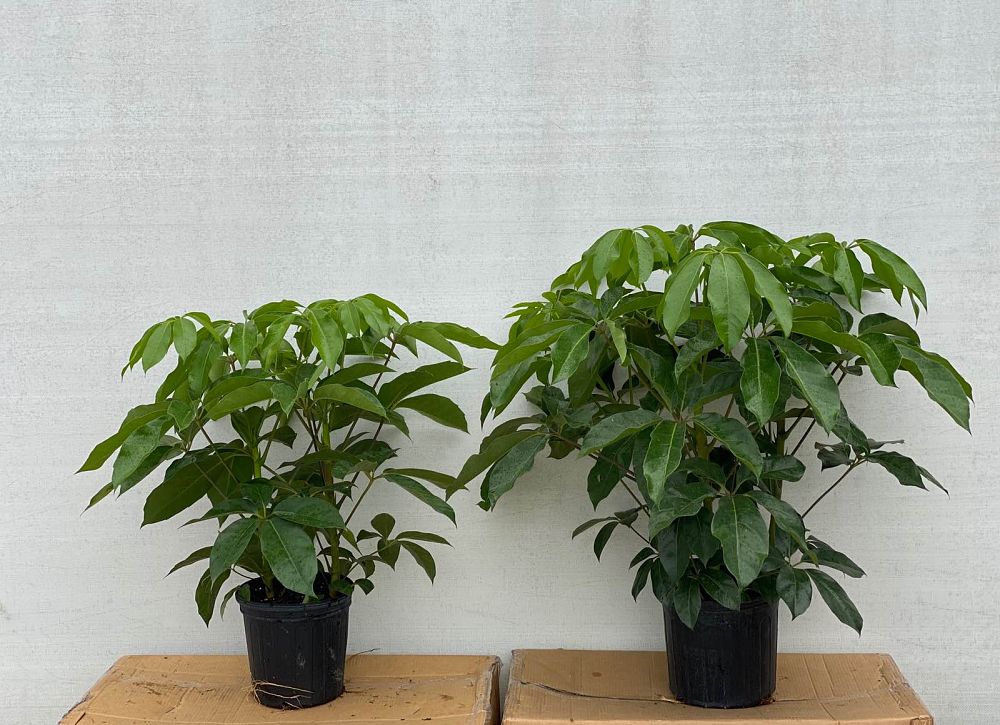 schefflera-actinophylla-amate-umbrella-tree
