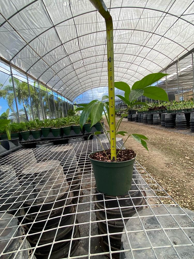 schefflera-actinophylla-amate-umbrella-tree