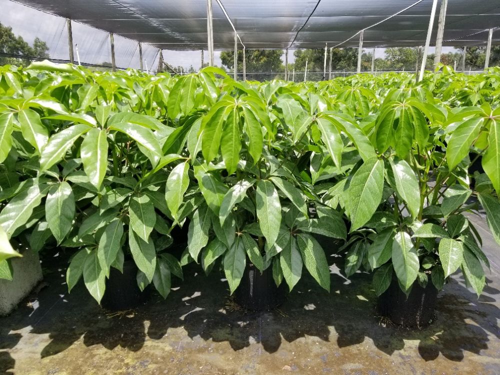 schefflera-actinophylla-amate-umbrella-tree