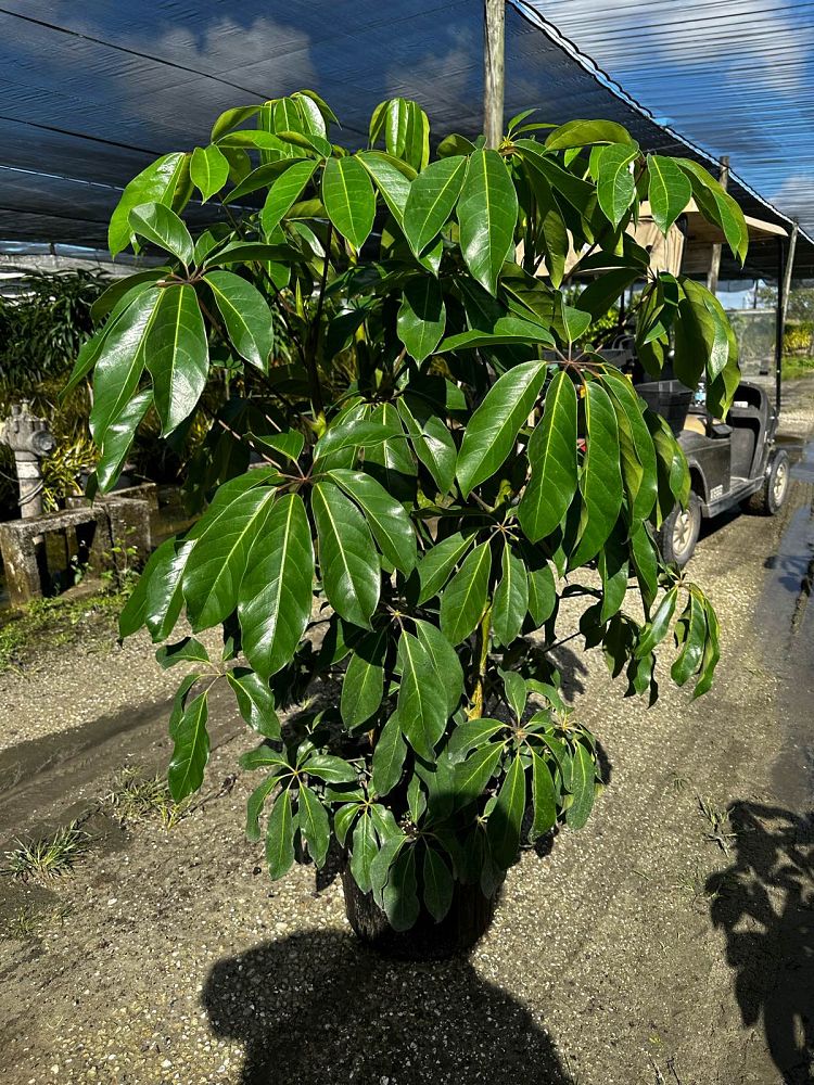 schefflera-actinophylla-amate-umbrella-tree