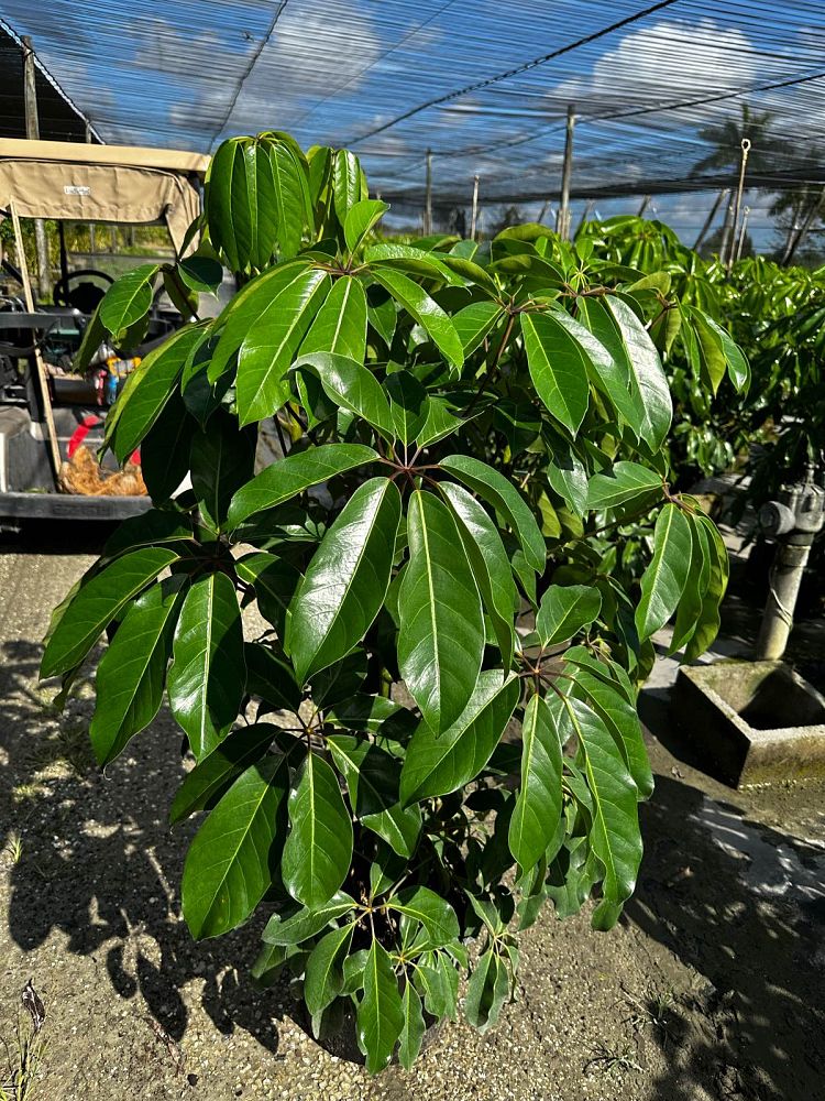 schefflera-actinophylla-amate-umbrella-tree