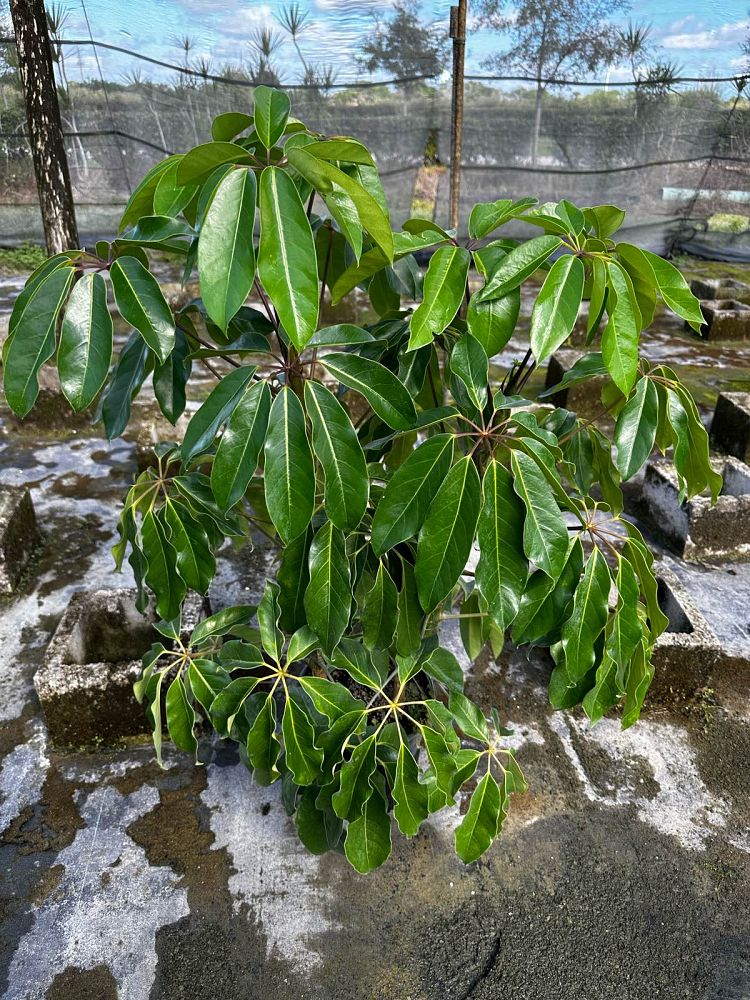schefflera-actinophylla-amate-umbrella-tree