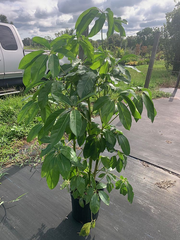 schefflera-actinophylla-amate-umbrella-tree