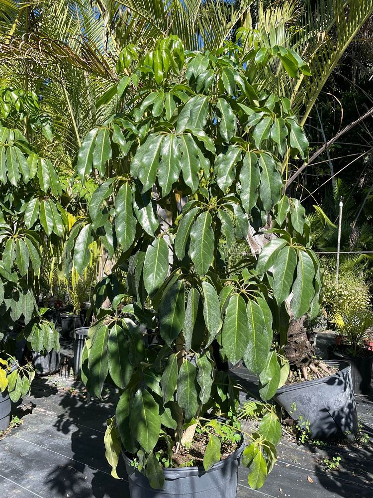 schefflera-actinophylla-amate-umbrella-tree