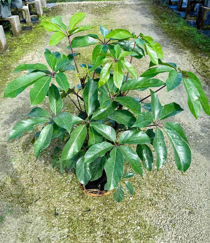 schefflera-actinophylla-amate-umbrella-tree
