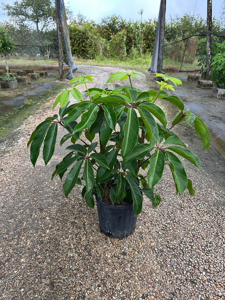 schefflera-actinophylla-amate-umbrella-tree