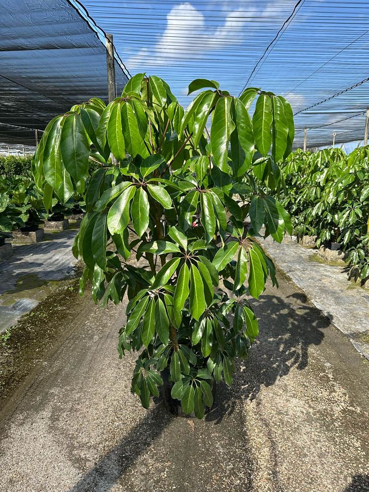 schefflera-actinophylla-amate-umbrella-tree
