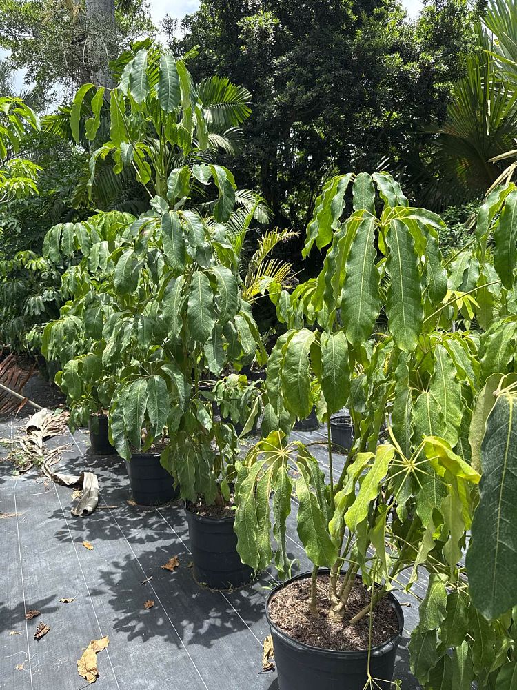 schefflera-actinophylla-amate-umbrella-tree