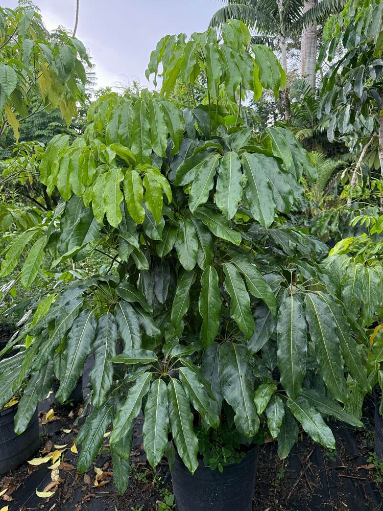 schefflera-actinophylla-amate-umbrella-tree