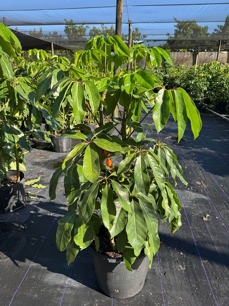 schefflera-actinophylla-amate-umbrella-tree