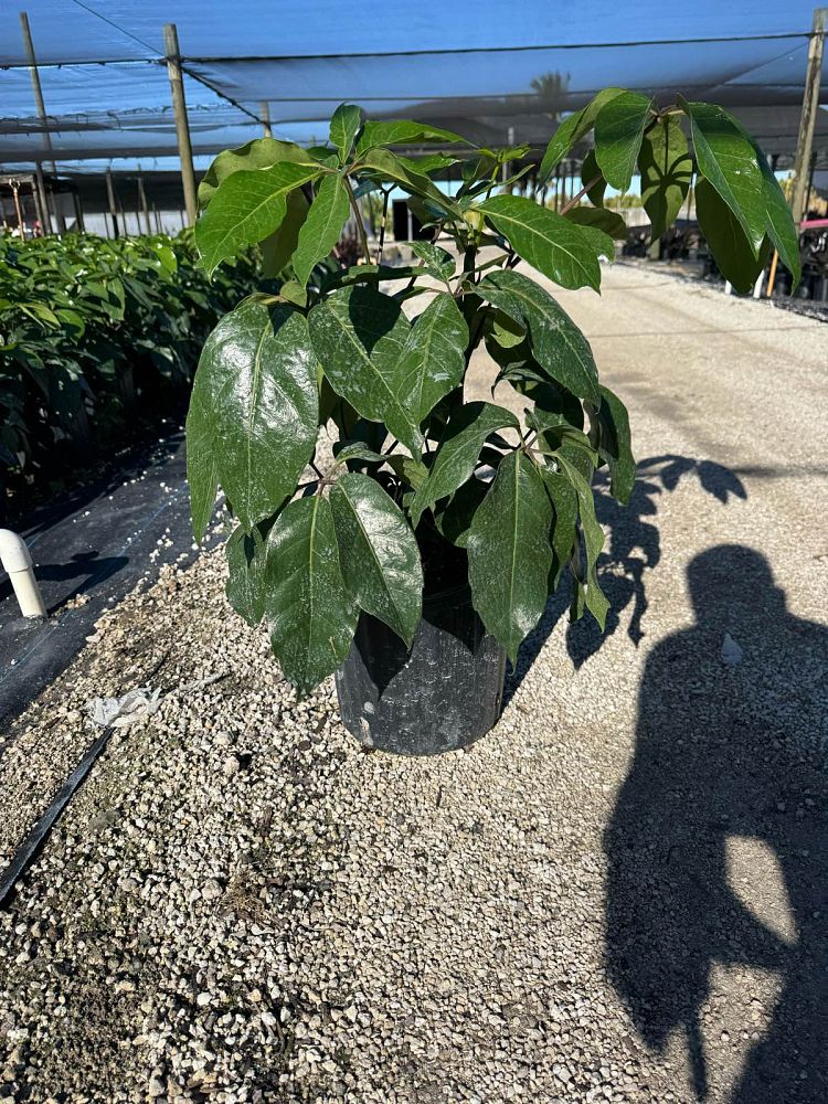 schefflera-actinophylla-amate-umbrella-tree