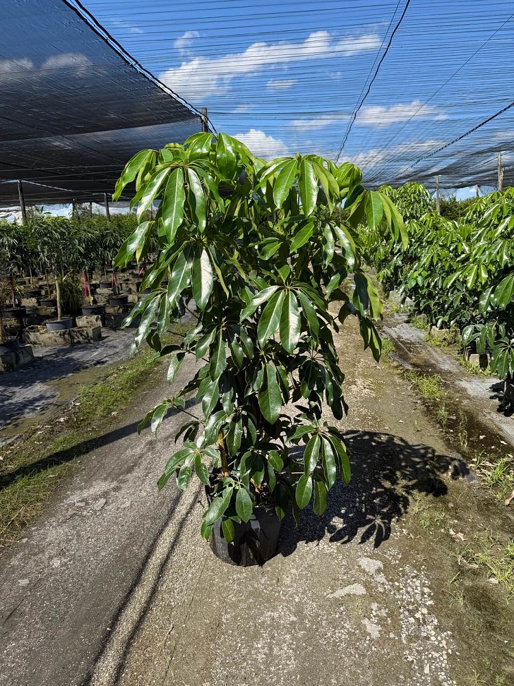 schefflera-actinophylla-amate-umbrella-tree