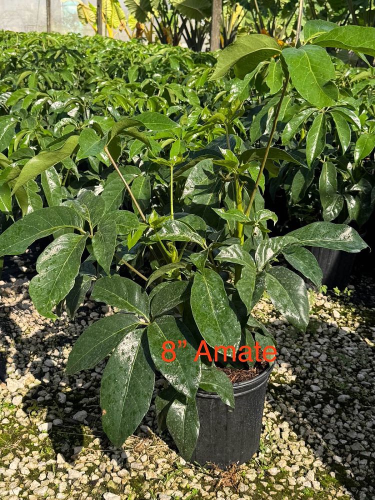 schefflera-actinophylla-amate-umbrella-tree