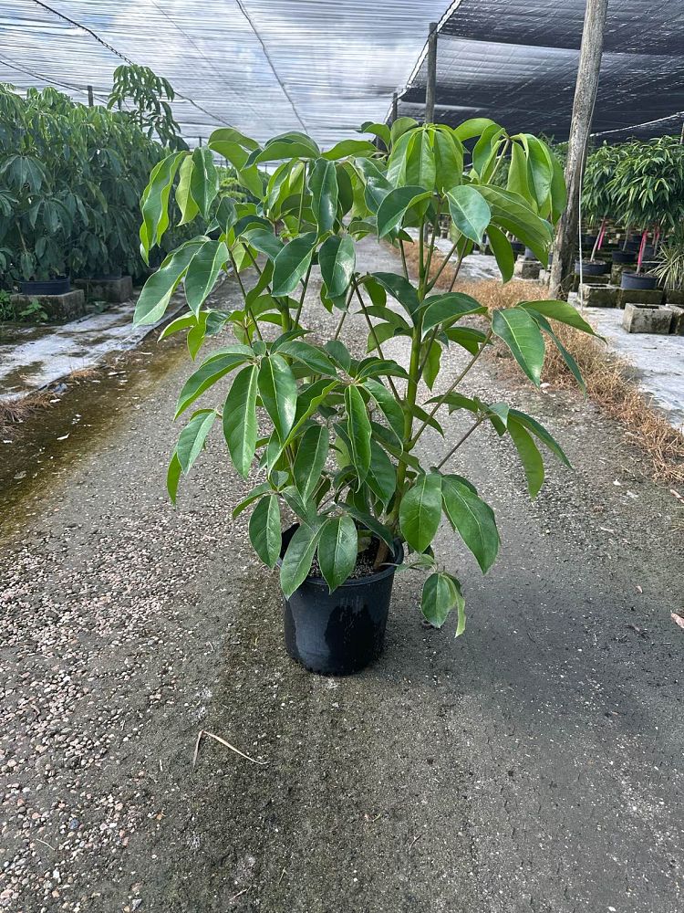 schefflera-actinophylla-amate-umbrella-tree