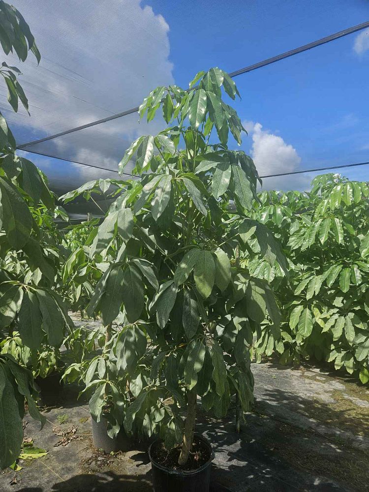 schefflera-actinophylla-amate-umbrella-tree