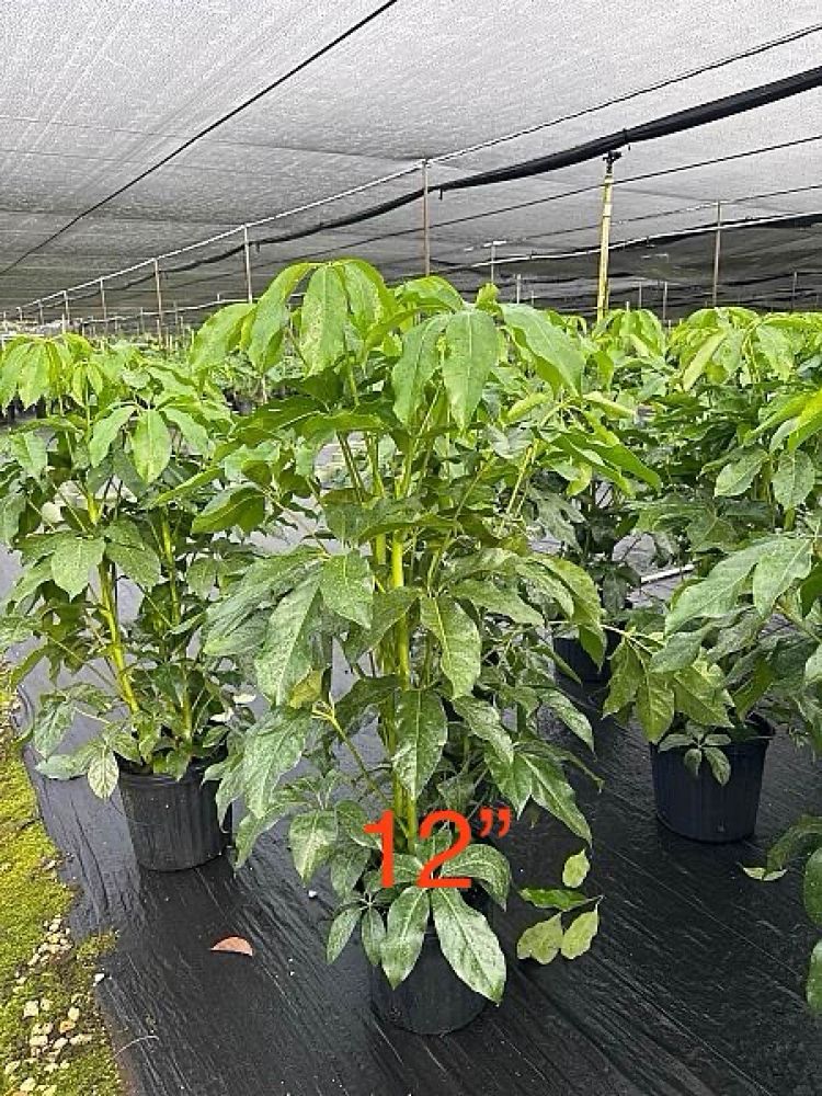 schefflera-actinophylla-amate-umbrella-tree