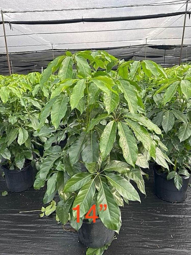 schefflera-actinophylla-amate-umbrella-tree