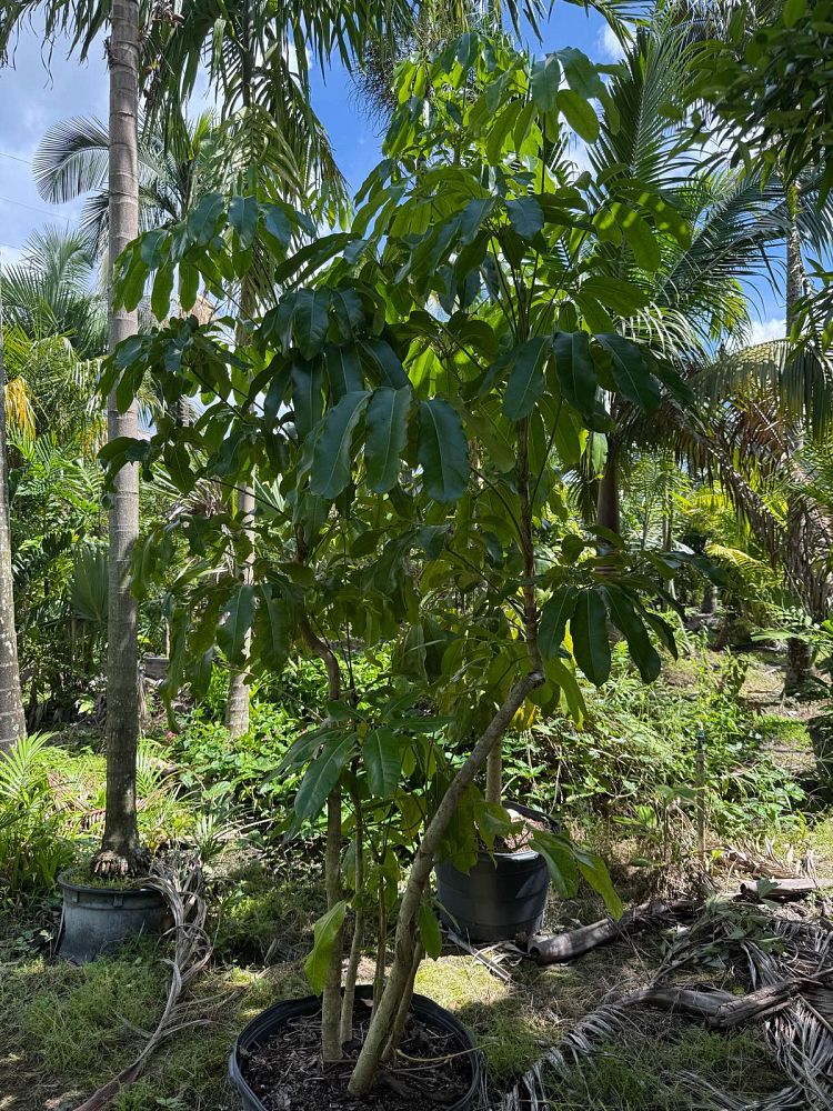 schefflera-actinophylla-amate-umbrella-tree
